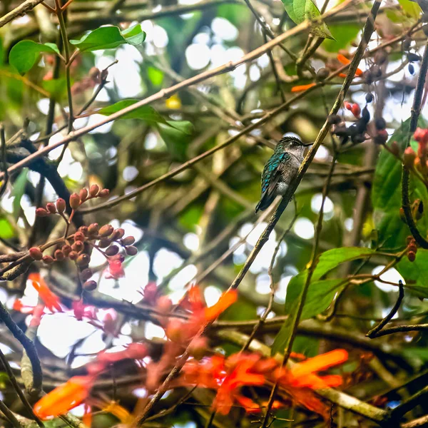 Bee hummingbird, zunzuncito or Helena hummingbird (Mellisuga helenae) - the world\'s smallest bird - Peninsula de Zapata / Zapata Swamp, Cuba