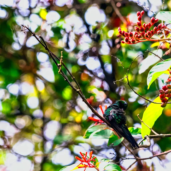 Smeraldo Cubano Chlorostilbon Ricordii Parco Nazionale Della Penisola Zapata Palude — Foto Stock