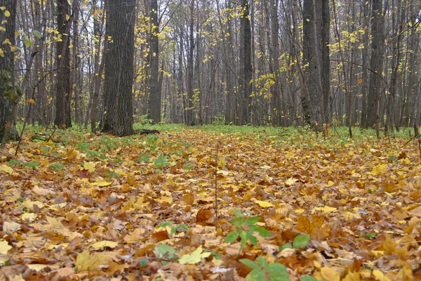 Parc d'automne à Kanash — Photo