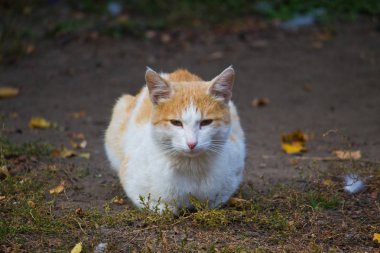 Paslı kedi Kızıl diktim