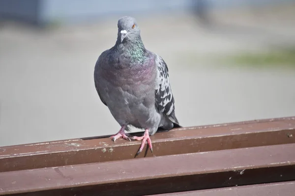 Güvercin bir bankta oturur — Stok fotoğraf