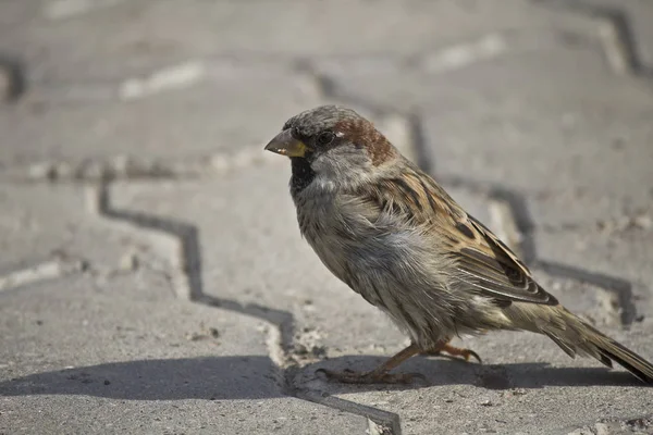 the ordinary sparrow