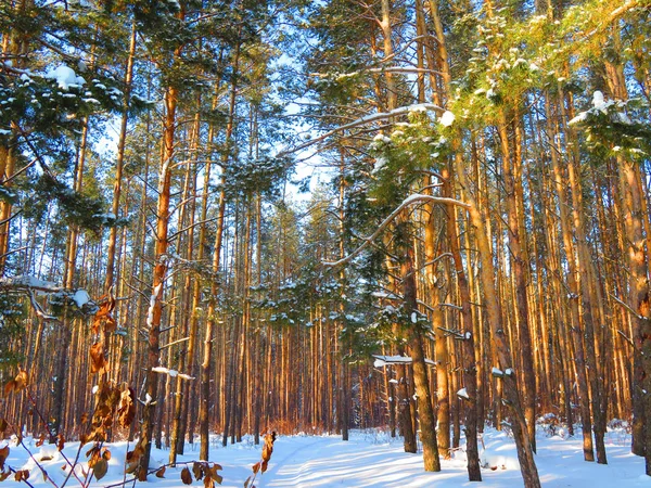 Χειμώνα σε ένα pinery — Φωτογραφία Αρχείου