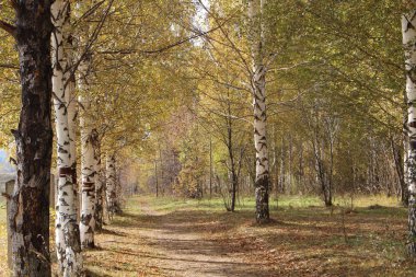 Şehir Parkı huş caddede
