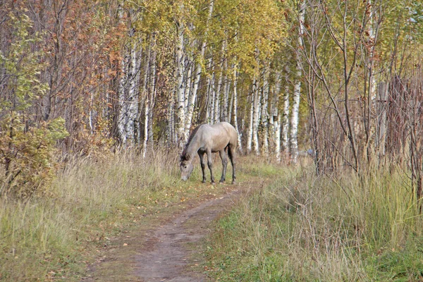 Лошадь в парке — стоковое фото