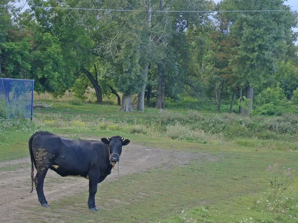 A black bull stands on a village road — Stock Photo, Image