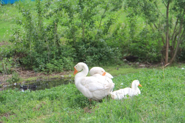 Білі гуси на зеленій траві — стокове фото