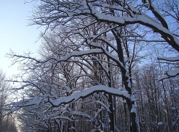 Ветви дуба под снегом — стоковое фото