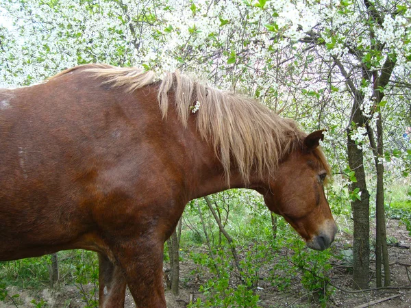 Fleur de cerisier de cheval et de printemps — Photo