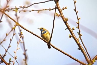 Bluethroat (Latince Luscinia svecica)