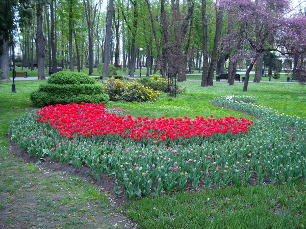 花和花坛 — 图库照片