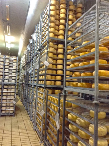 Peynir ile raf — Stok fotoğraf
