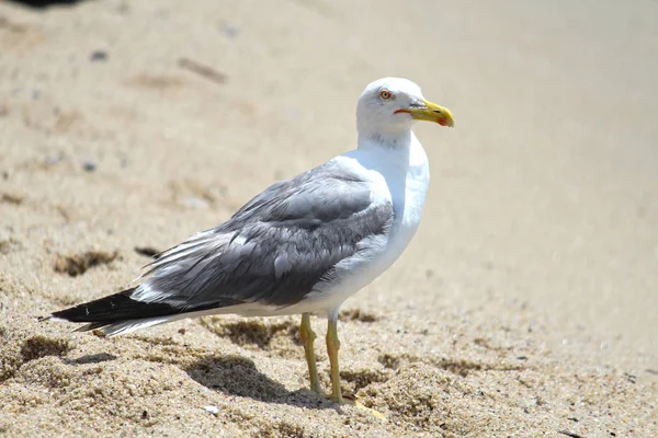 Zeemeeuw — Stockfoto