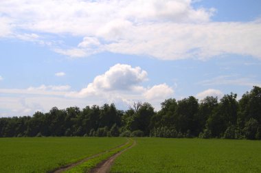 patikadan bir yeşil alan ile 