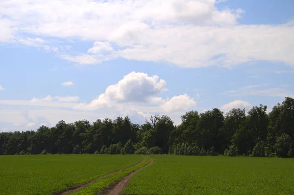 Un camino de tierra a través de un campo verde — Foto de Stock