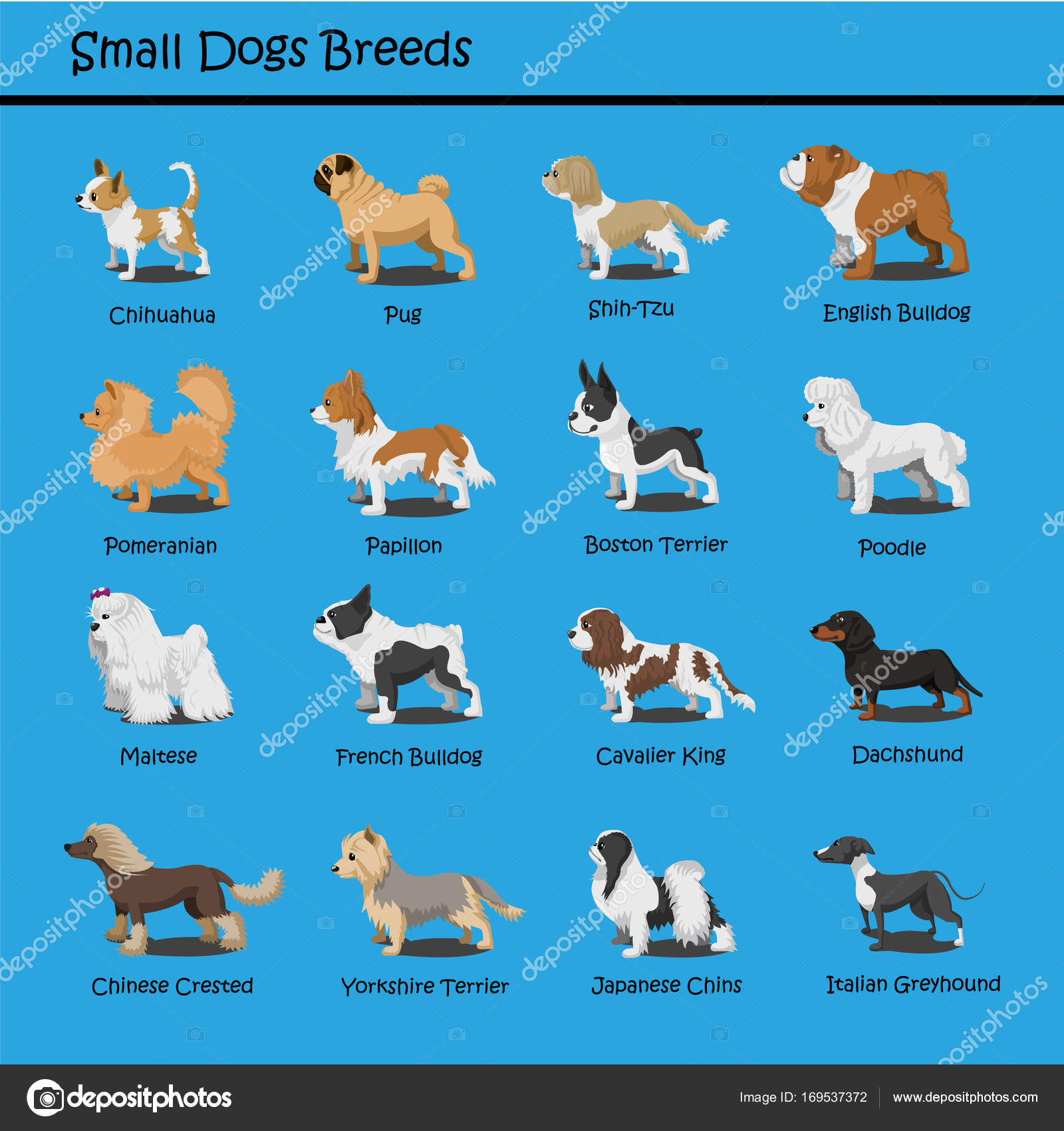 Small English Dog Breeds | lupon.gov.ph