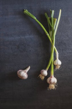 Genç sarımsak ile kök rustik tarzda koyu arka plan üzerinde. Kapat