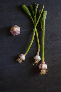 Genç sarımsak ile kök koyu arka plan üzerinde. Yakın çekim. Yukarı görüntülemek.