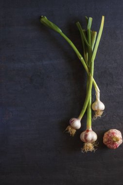 Genç sarımsak ile kök koyu arka plan üzerinde. Yakın çekim. Yukarı görüntülemek.