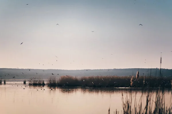 Viele Möwen fliegen im Morgenlicht über dem Wasser — Stockfoto