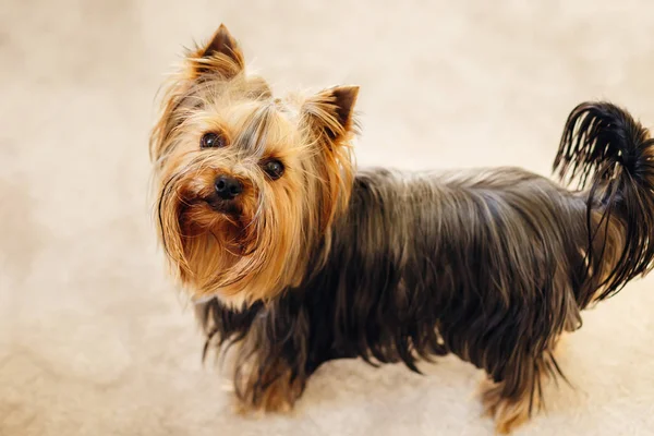 Tiny Yorkshire Terrier Looking Camera — Stock Photo, Image