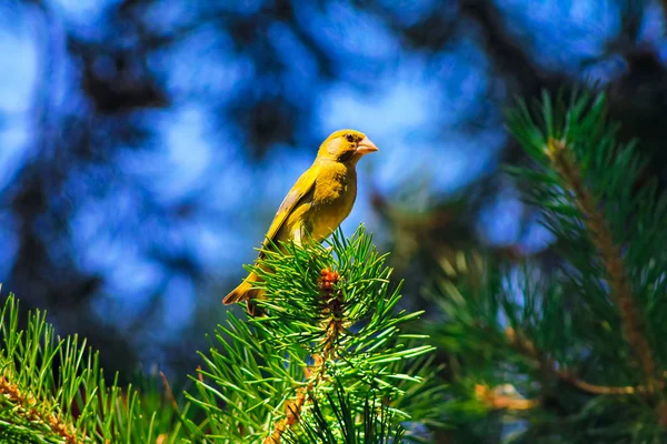 Bird Sitting Juniper Branch Blue Background Sunny Day — Stock Photo, Image