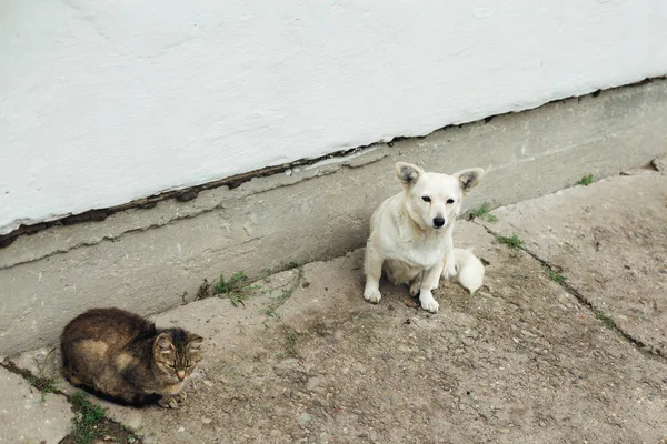 Cão solitário e um gato sentindo-se triste na rua — Fotografia de Stock