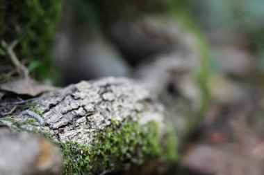 Yosunla kaplı bir ağacın gövdesi yerde yatıyor.