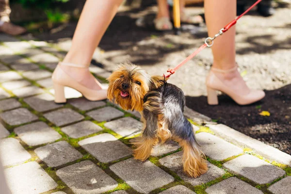 愛人の隣の歩道を歩いているかなり小さな犬 — ストック写真