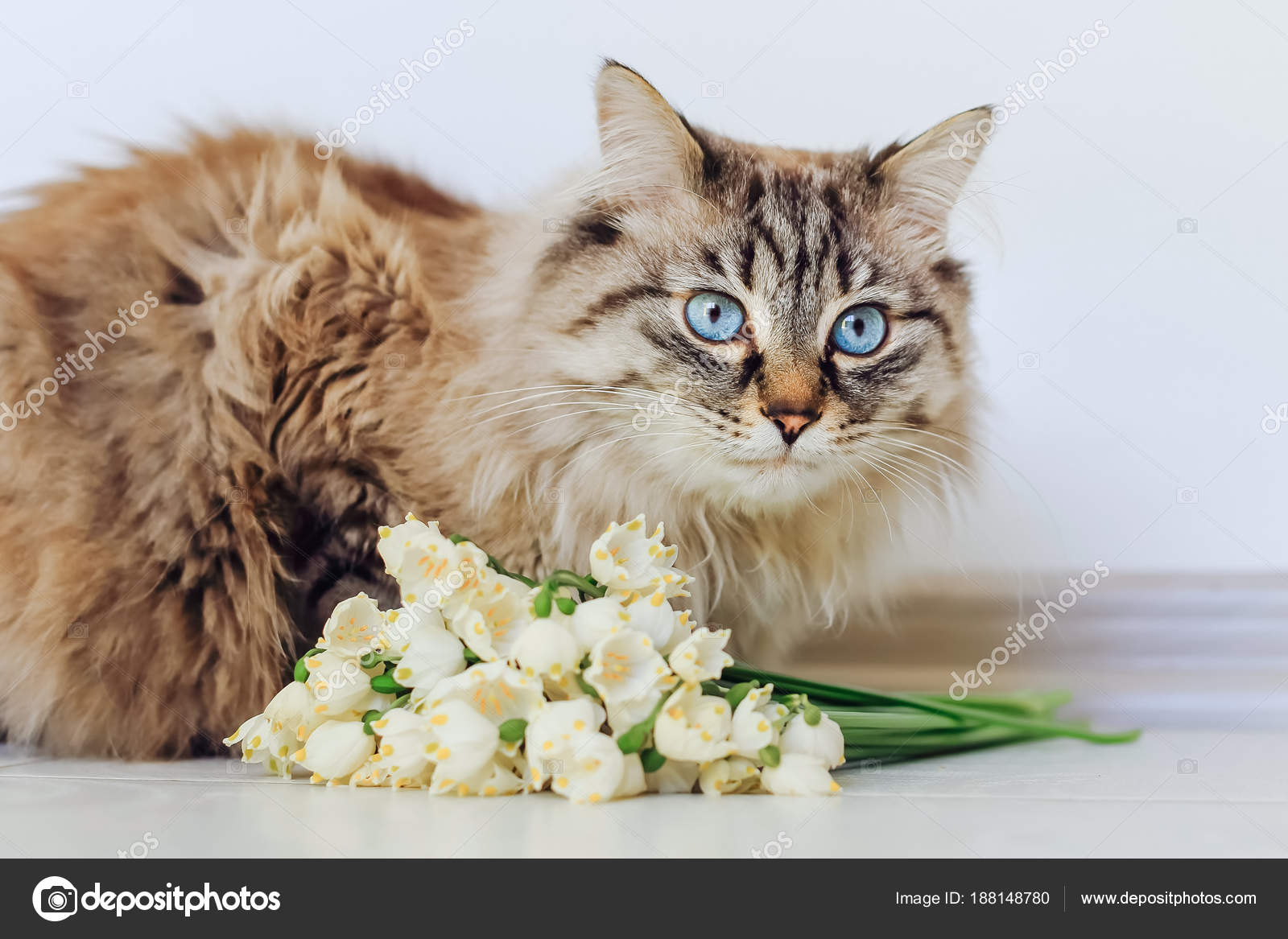 Un Gatto Di Razza Piuttosto Si Siede Vicino Ai Fiori Bianchi