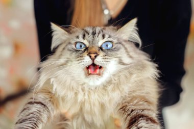 Kız üzerinde ellerini cam benzeyen bir sinir bozucu kedi tutar.