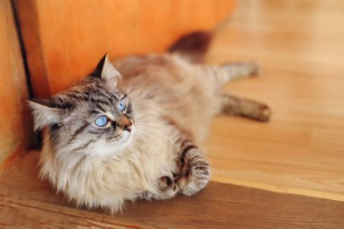 Güzel bir kedi kapının eşiğine koyar ve yan görünüyor