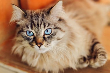 Bir close-up yerde yatıyor bir üreme kedi. Kedisi var