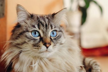 yerde yatarken ve dinlenme uzun yün ile şirin kedi