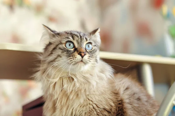 Ένα κοντινό πλάνο μιας γάτας που κοιτάζει προς την πλευρά και να κάθεται κοντά το κιτ — Φωτογραφία Αρχείου