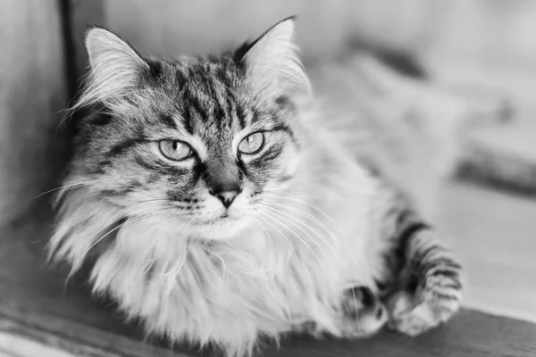 Detail Spokojená Kočka Která Leží Prahu Černobílou Fotografii — Stock fotografie