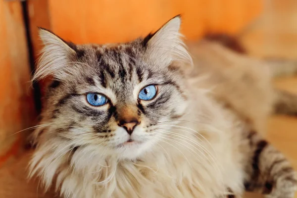 Gelukkig kattenras die ligt op de vloer en kijkt naar de camera-le — Stockfoto