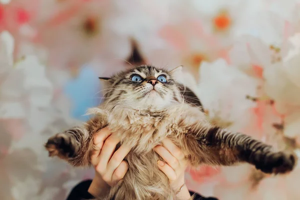 Le chat effrayé étire les jambes vers l'avant. la fille tient ca — Photo