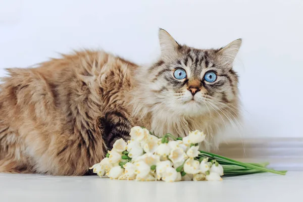 縞模様の猫は白い春の花の近くに座っているし 白い壁の背景にカメラのレンズを見て — ストック写真