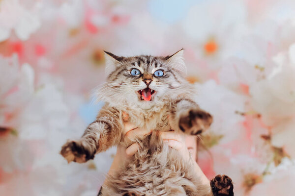 пушистый кот смотрит в объектив камеры и открывает рот мяукая
