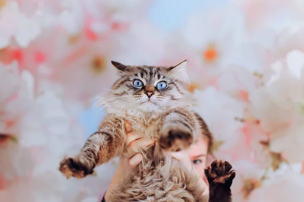 Flickan Håller Stamtavla Katten Framför Henne Och Katten Ser Till — Stockfoto
