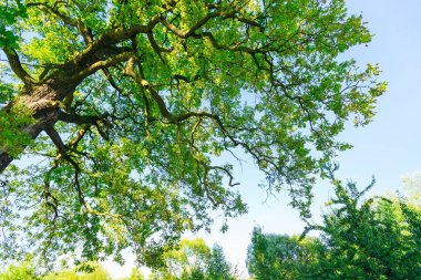 mavi bir gökyüzü arka plan üzerinde güçlü bir ağacın Yayilim