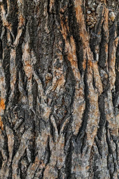 オークの古木の樹皮のクローズアップ 茶色と灰色の2色の組み合わせです — ストック写真
