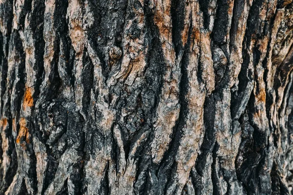 Corteza Madera Con Jorobas Surco Corteza Árbol Viejo — Foto de Stock