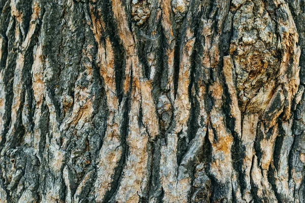 Gros Plan Écorce Rugueuse Vieil Arbre Est Peint Brun Gris — Photo