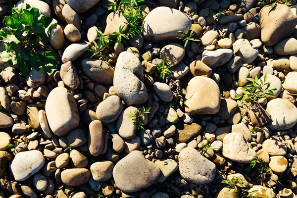 Stones Various Shapes Lie Ground Grass Grows Them — Stock Photo, Image