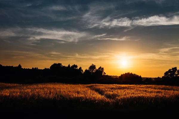 Campo Com Trigo Árvores Antes Pôr Sol Céu Tem Uma — Fotografia de Stock