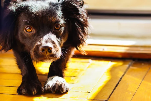 小さな黒い犬は カメラのレンズに密接に見えます — ストック写真