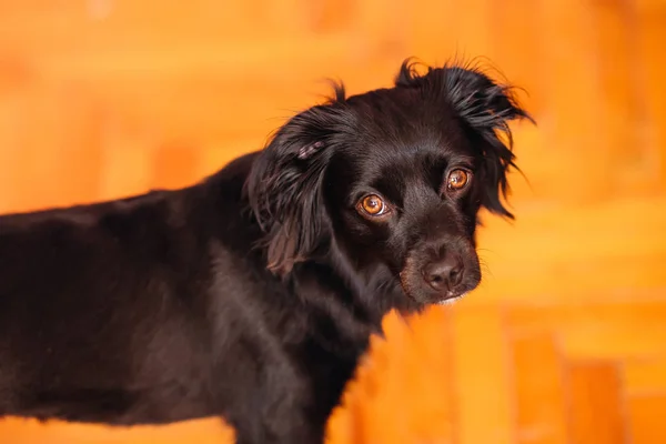 Close Pequeno Cão Preto Com Uma Pele Lisa Cão Olha — Fotografia de Stock