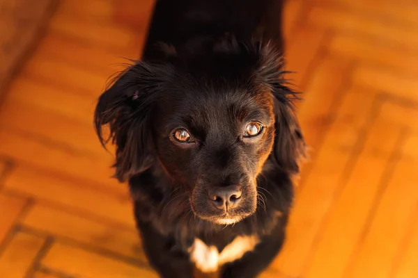 Cabeça de close-up de um cão preto que com olhos inteligentes olha para dentro — Fotografia de Stock